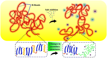 Graphical abstract: Elucidating the influence of electrostatic force on the re-arrangement of H-bonds of protein polymers in the presence of salts