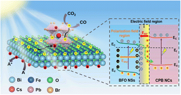 Graphical abstract: Enhancing photocatalytic CO2 reduction via a single-domain ferroelectric Z-scheme heterojunction of BiFeO3/CsPbBr3 inducing dual built-in electric fields
