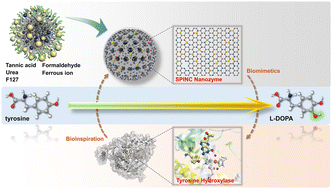 Graphical abstract: Spherical porous iron–nitrogen–carbon nanozymes derived from a tannin coordination framework for the preparation of l-DOPA by emulating tyrosine hydroxylase