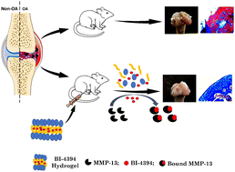 Graphical abstract: On-demand release of a selective MMP-13 blocker from an enzyme-responsive injectable hydrogel protects cartilage from degenerative progression in osteoarthritis