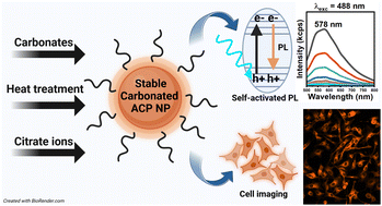Graphical abstract: Tailoring the structure and self-activated photoluminescence of carbonated amorphous calcium phosphate nanoparticles for bioimaging applications
