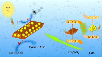 Graphical abstract: Activating the (101) facets of Cu2WS4 in the CdS/Cu2WS4 S-scheme heterojunction to enhance the photocatalytic hydrogen evolution activity