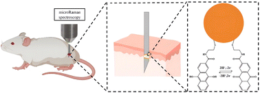 Graphical abstract: Detection of redox potential evolution during the initial stage of an acute wound based on a redox-sensitive SERS-active optical fiber