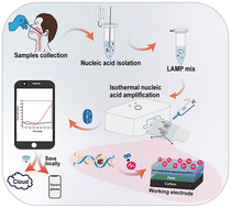 Graphical abstract: A LAMP-based hydrogen ion selective electrochemical sensor for highly sensitive detection of Mycoplasma pneumoniae