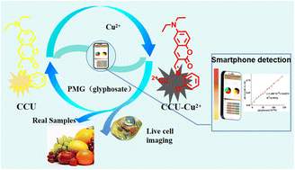 Graphical abstract: Construction of a novel fluorescent probe for sensitive determination of glyphosate in food and imaging living cells