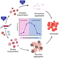 Graphical abstract: Biphasic modulation of tau liquid–liquid phase separation by polyphenols