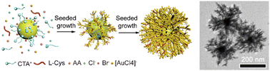 Graphical abstract: Uniform colloidal synthesis of highly branched chiral gold nanoparticles