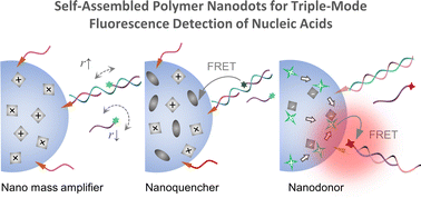 Graphical abstract: Tailorable optical properties of polymer nanodots for triple-mode fluorescence detection of nucleic acids