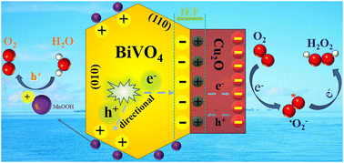 Graphical abstract: Dual built-in spontaneous electric fields in an S-scheme heterojunction for enhanced photocatalytic H2O2 production