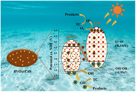 Graphical abstract: CdS QDs grown on ellipsoidal BiVO4 for efficient photocatalytic degradation of tetracycline