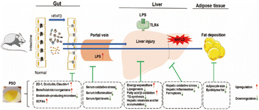 Graphical abstract: Punicic acid ameliorates obesity-related hyperlipidemia and fatty liver in mice via regulation of intestinal flora and lipopolysaccharide-related signaling pathways