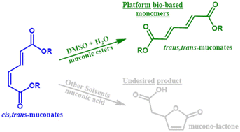 Graphical abstract: Solvent-driven isomerization of muconates in DMSO: reaction mechanism and process sustainability