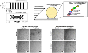 Graphical abstract: Antigen density and applied force control enrichment of nanobody-expressing yeast cells in microfluidics