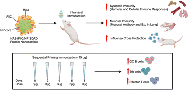 Graphical abstract: Double-layered protein nanoparticles conjugated with truncated flagellin induce improved mucosal and systemic immune responses in mice