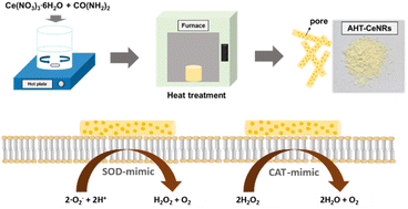 Graphical abstract: Large-sized and highly crystalline ceria nanorods with abundant Ce3+ species achieve efficient intracellular ROS scavenging