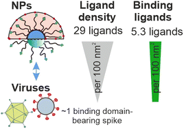 Graphical abstract: The quantity of ligand–receptor interactions between nanoparticles and target cells