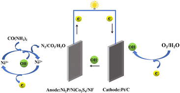 Graphical abstract: Ni2P/NiCo2S4/NF nanocomposite as an anode catalyst for constructing urea fuel cells