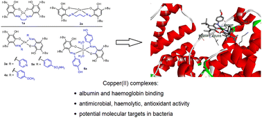 Graphical abstract: Copper(ii) complexes of sterically hindered phenolic Schiff bases: synthesis, characterization, interaction with biomolecules, and antioxidant and antimicrobial activity