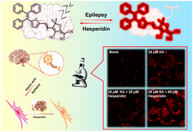 Graphical abstract: Evaluation of the antiepileptic activity of hesperidin by fluorescence imaging
