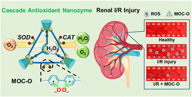 Graphical abstract: A metal–organic cage-derived cascade antioxidant nanozyme to mitigate renal ischemia-reperfusion injury
