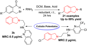 Graphical abstract: Practical synthesis of isoindolines yields potent colistin potentiators for multidrug-resistant Acinetobacter baumannii