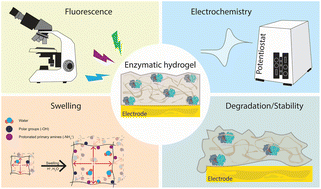 Graphical abstract: Probing the influence of crosslinkers on the properties, response, and degradation of enzymatic hydrogels for electrochemical glucose biosensing through fluorescence analysis