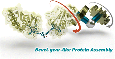 Graphical abstract: Heme-substituted protein assembly bridged by synthetic porphyrin: achieving controlled configuration while maintaining rotational freedom