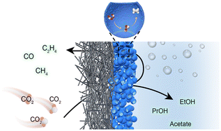 Graphical abstract: Enhancing C2+ product selectivity in CO2 electroreduction by enriching intermediates over carbon-based nanoreactors