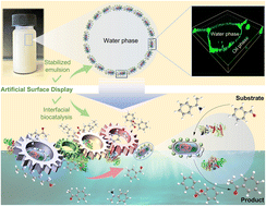 Graphical abstract: Protein-cell conjugates as artificial surface display for interfacial biocatalysis
