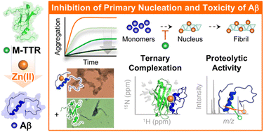 Graphical abstract: Zn(ii)-driven impact of monomeric transthyretin on amyloid-β amyloidogenesis