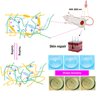 Graphical abstract: Fabrication of a MXene-based shape-memory hydrogel and its application in the wound repair of skin