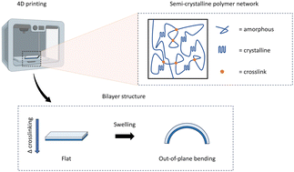 Graphical abstract: Solvent-triggered shape change in gradient-based 4D printed bilayers: case study on semi-crystalline polymer networks