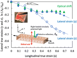 Graphical abstract: Significant anisotropic deformation and optical shifts in stretched cholesteric liquid crystal elastomers