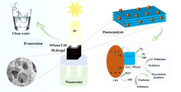 Graphical abstract: MXene/CdS photothermal–photocatalytic hydrogels for efficient solar water evaporation and synergistic degradation of VOC