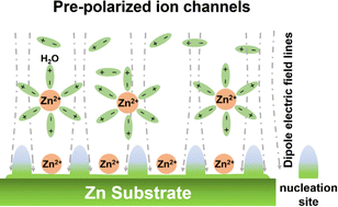 Graphical abstract: Expediting ion migration and stabilizing interface deposition through pre-polarized ion channels for zinc-ion batteries