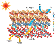 Graphical abstract: Efficient photocatalytic hydrogen evolution based on a Z-scheme 2D LaVO4/2D Mo-doped SV-ZnIn2S4 heterojunction