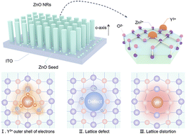 Graphical abstract: Insight into piezoelectricity modulation mechanism of ZnO doped with Y ions