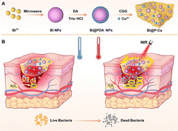 Graphical abstract: A bismuth-based double-network hydrogel-mediated synergistic photothermal-chemodynamic therapy for accelerated wound healing