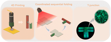 Graphical abstract: Modular photoorigami-based 4D manufacturing of vascular junction elements
