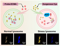Graphical abstract: Lysosomal-targeted fluorescent probe based pH regulating reactivity for tracking cysteine dynamics under oxidative stress