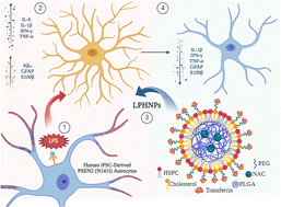 Graphical abstract: Lipid–polymer hybrid nanoparticles loaded with N-acetylcysteine for the modulation of neuroinflammatory biomarkers in human iPSC-derived PSEN2 (N141I) astrocytes as a model of Alzheimer's disease