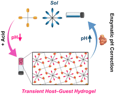 Graphical abstract: Using a biocatalyzed reaction cycle for transient and pH-dependent host–guest supramolecular hydrogels