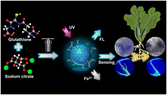 Graphical abstract: A fluorescence probe based on blue luminescent carbon dots for sensing Fe3+ in plants