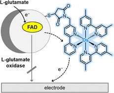 Graphical abstract: Redirecting electron flows in glutamate oxidases by selective anchoring of osmium complexes