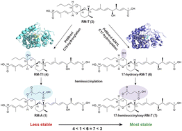 Graphical abstract: Biosynthesis of reveromycin derivatives by altering the regioselectivity of cytochrome P450revI