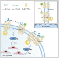 Graphical abstract: Transmembrane nanogold energy transfer ruler enables in situ synchronized projecting of receptor dimerization–phosphorylation signaling