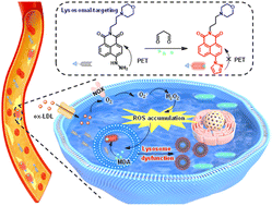 Graphical abstract: A malondialdehyde-activated fluorescent probe reveals lysosomal dysfunction in atherosclerosis