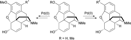 Graphical abstract: Palladium catalysed elaboration of codeine and morphine