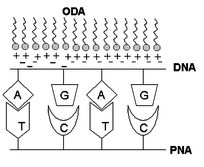 Graphical abstract: Sequential entrapment of PNA and DNA in lipid bilayers stacks