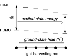 Graphical abstract: Design and synthesis of light-harvesting rods for intrinsic rectification of the migration of excited-state energy and ground-state holes
